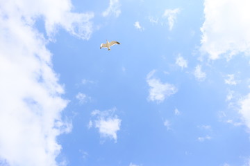 空飛ぶ鳥と雲