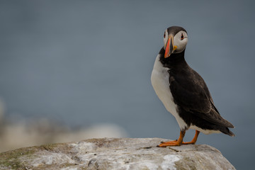 UK Atlantic Puffin bird