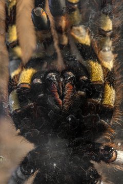 Large tarantula closeup photo