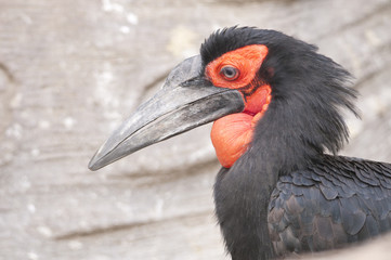 Obraz premium Cafer or Southern Ground Hornbill