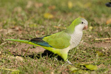 Green Quaker Parrot