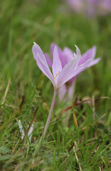 Crocus