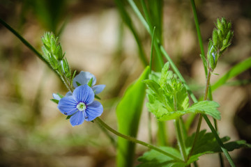 A small blue forest flower. Spring forest. May flowers. Close-up of blue summer flowers - Germander speedwell. Veronica germander macro flower in wild nature. 