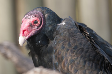 Turkey Vulture Portrait