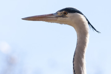 Grey Heron Portrait
