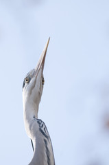 Grey Heron Portrait
