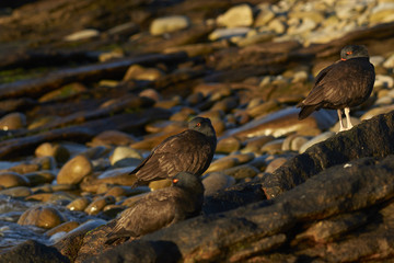 Fototapeta premium Blackish Oystercatchers (Haematopus ater) on the rocky shore of Carcass Island in the Falkland Islands.