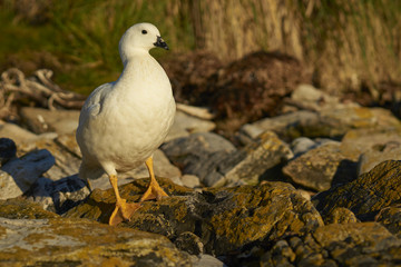 Male Kelp Goose (Chloephaga hybrida malvinarum) standing on the beach on Carcass Island in the Falkland Islands.
