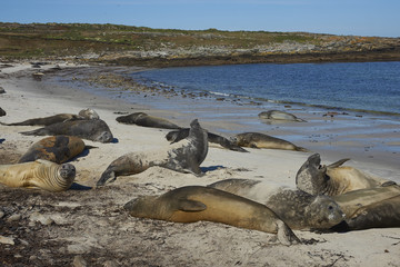 Southern Elephant Seals (Mirounga leonina) on the coast of Carcass Island in the Falkland Islands.