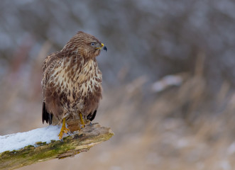 The Common Buzzard - Buteo buteo