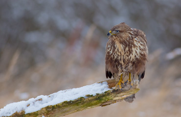 The Common Buzzard - Buteo buteo