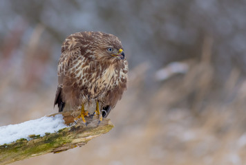 The Common Buzzard - Buteo buteo