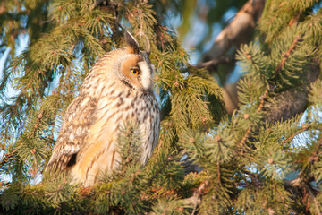 Long Eared Owl on fir tree