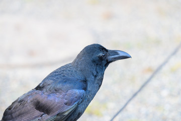 カラス
