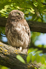 Little Owl