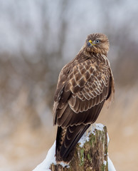 The Common Buzzard - Buteo buteo