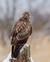 The Common Buzzard - Buteo buteo