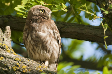 Little Owl on a tree