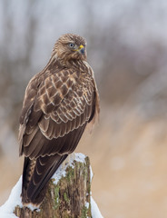 The Common Buzzard - Buteo buteo