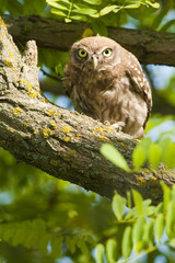Little Owl in a tree