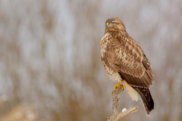 The Common Buzzard - Buteo buteo