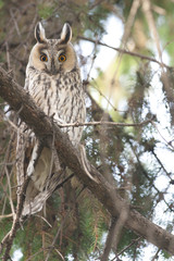 Long-eared Owl in a tree