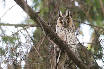 Obraz premium Long-eared Owl in a tree