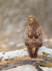 The Common Buzzard - Buteo buteo