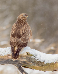 The Common Buzzard - Buteo buteo