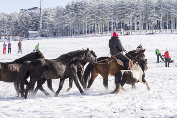horses on snow 