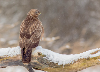 The Common Buzzard - Buteo buteo