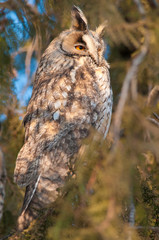 Long Eared Owl on fir tree