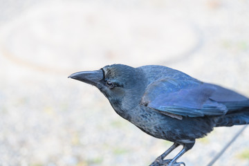 カラス