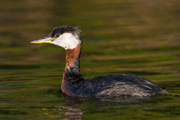 Red Necked Grebe in Danube Delta