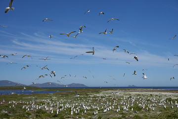 Breeding colony of Kelp Gull (Larus dominicanus) nesting on a grassy meadow on Carcass Island in the Falkland Islands.