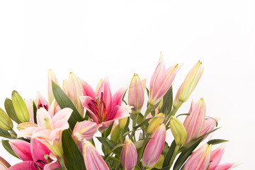 Fototapeta premium The beautiful lilly flowers are on white background.