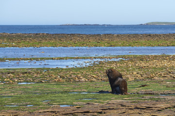 Large male Southern Sea Lion (Otaria flavescens) heading into the sea on the coast of Carcass...