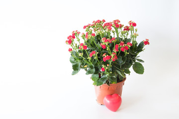 The beautiful red rock rose flowers in flower pot  is on white background.