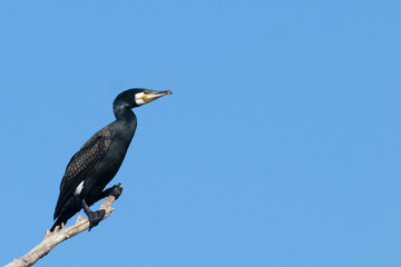 Great Cormorant