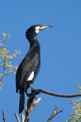 Great Cormorant