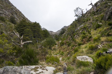 Trees in the foreground and mountains in the background (Peneda-Gerês National Park)