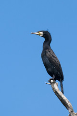 Great Cormorant