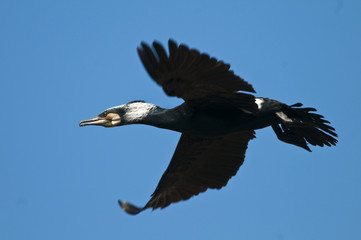 Great Cormorant (Phalacrocorax carbo) in Danube Delta