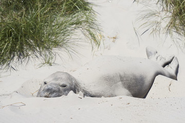 Southern Elephant Seal (Mirounga leonina) resting in the sand dunes on Carcass Island in the Falkland Islands.