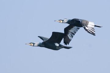Great Cormorant