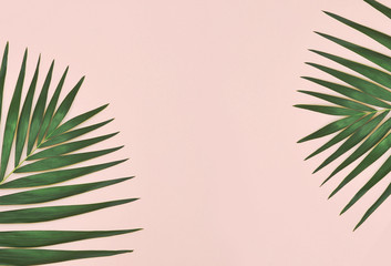 Green palm leaf on pink background 
