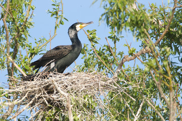 Great Cormorant