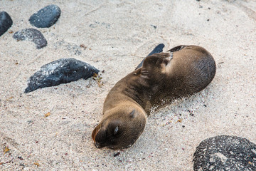 Naklejka premium Baby Sea Lion