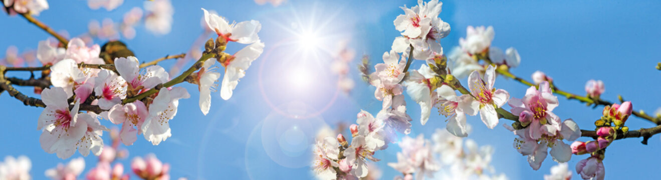 Gl&uuml;ckwunsch, alles Liebe: Vertr&auml;umte Kirschbl&uuml;ten vor blauem Fr&uuml;hlingshimmel :)