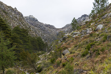 Trees in the foreground and mountains in the background (Peneda-Ger&ecirc;s National Park)